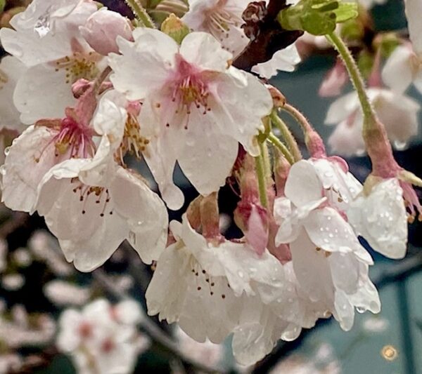 雨中の桜花