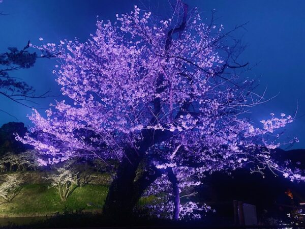 幽玄の桜