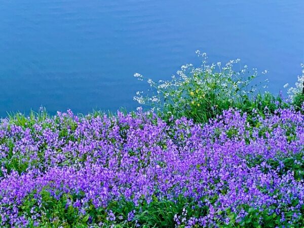初夏の皇居土手色