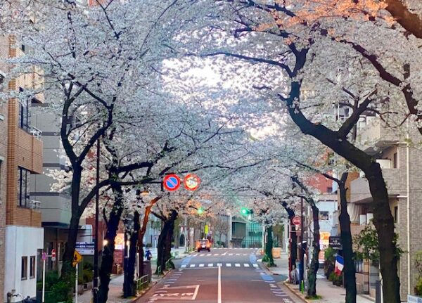 大妻通りの桜並木