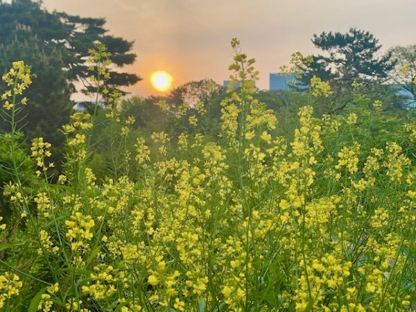 菜の花畑に入日薄れ