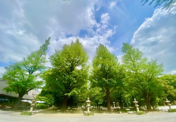靖國の新緑