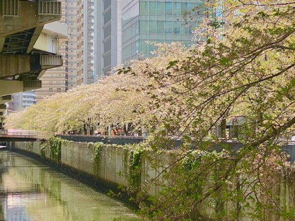 名残りの桜