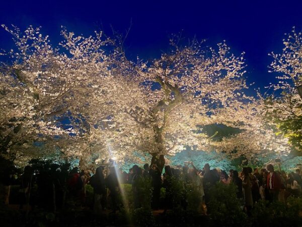 桜のライトアップの人出