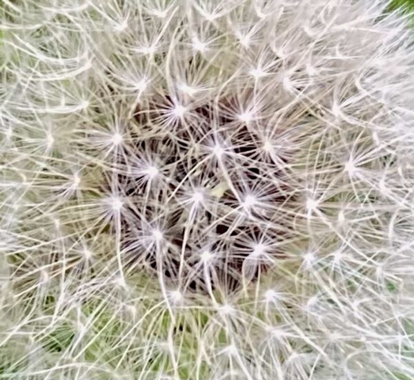星の花