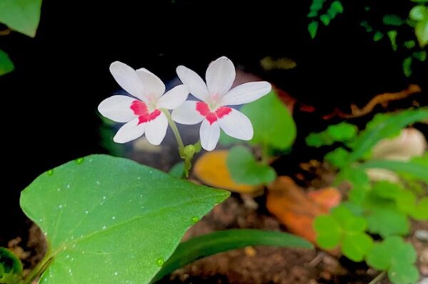 名もなき可憐な花
