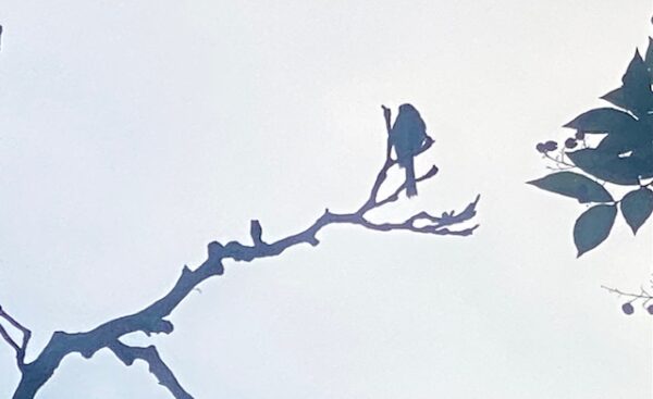 枯れ枝に野鳥の囀り