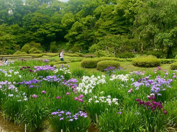 花菖蒲満開