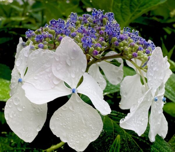 雨に濡れる紫陽花