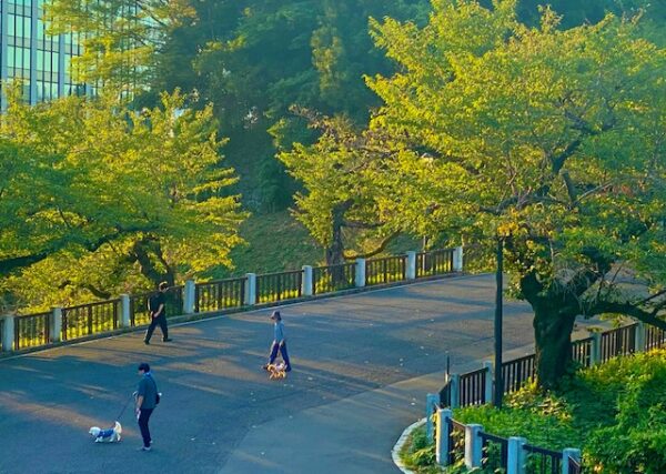 ある朝の田安門前