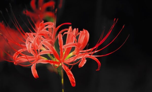 秋彼岸の彼岸花