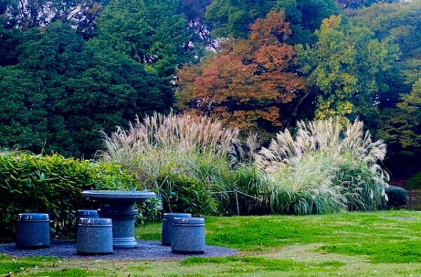 北の丸公園の秋