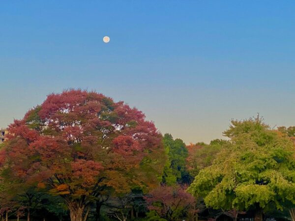 紅葉とスーパームーン