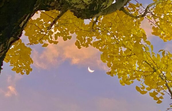 秋の三日月