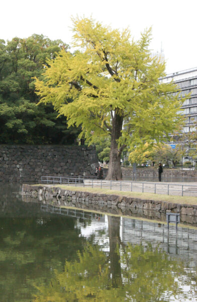 震災イチョウが黄葉