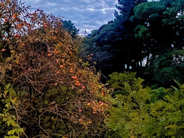 ここって千鳥ヶ淵！？