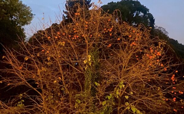 熊は来ない柿の木