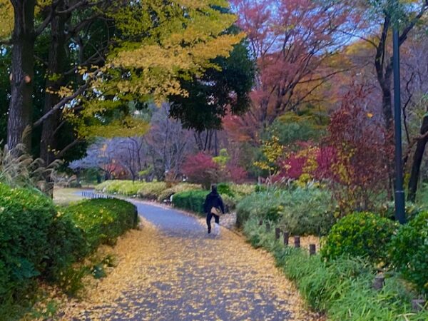 晩秋の朝散歩