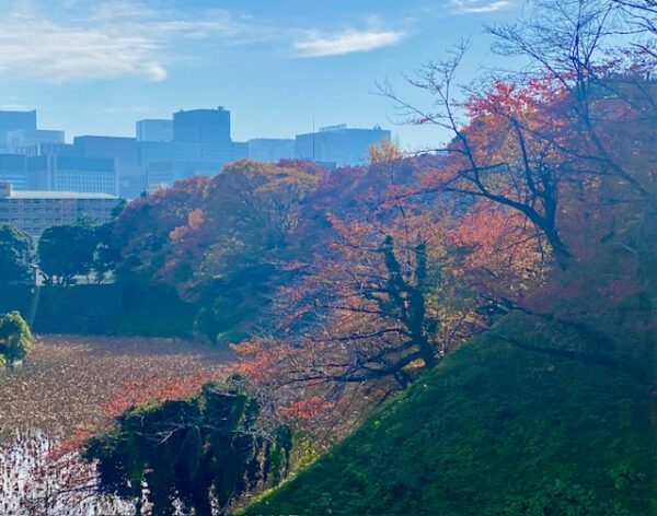 牛ヶ淵から大手町を望む