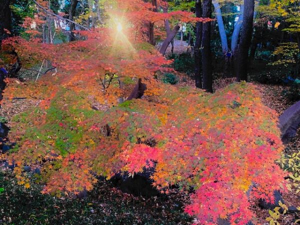 錦秋の輝き