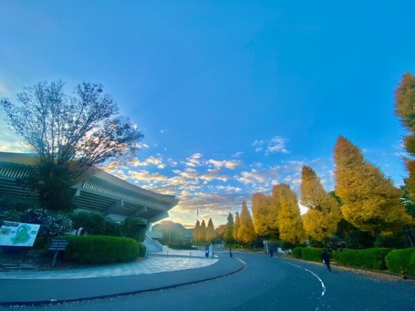 晩秋の北の丸公園