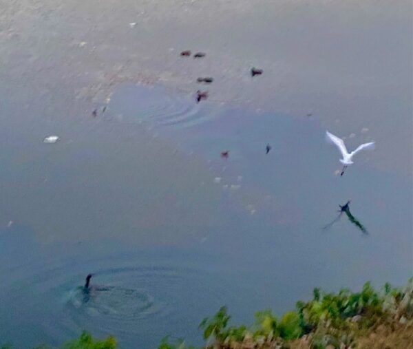 朝のお堀の営なみ