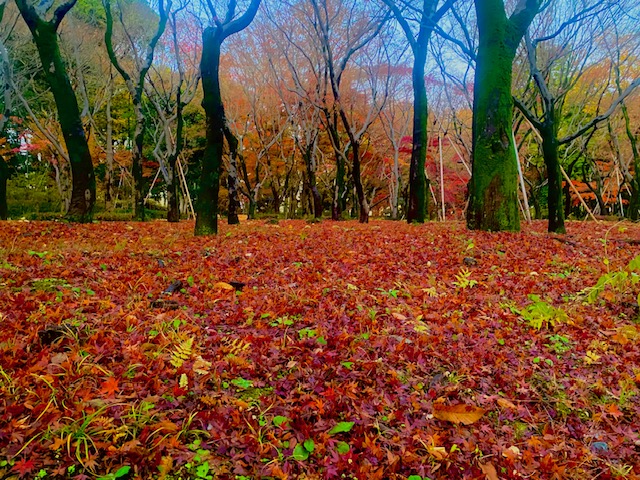 赤いジュウタン