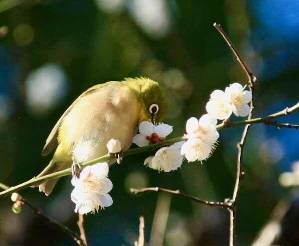 梅林坂のメジロ