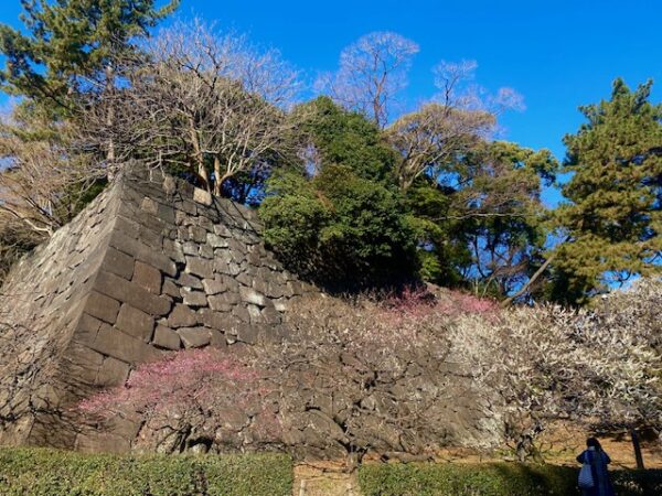 梅林坂の梅花8分咲です
