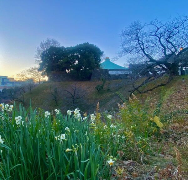 スイセン咲く頃