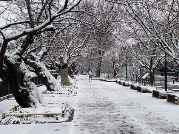 雪の千鳥ヶ淵緑道