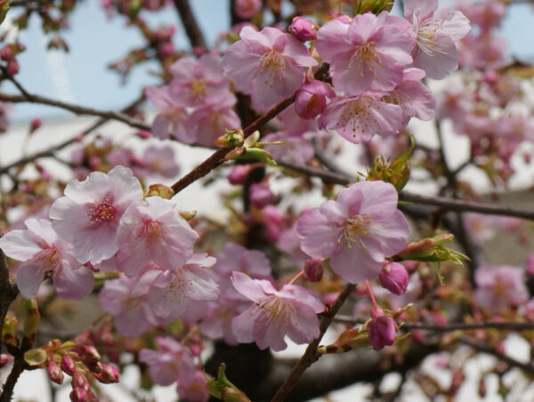 カワヅザクラが咲き始めました