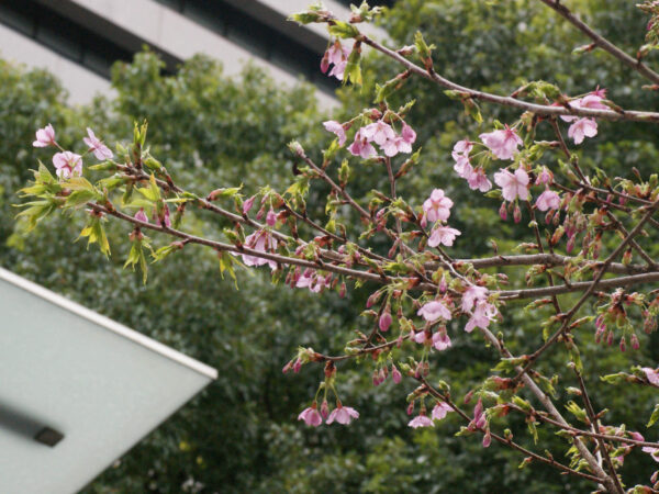 シュゼンジカンザクラが咲き始めました