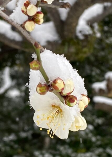 梅花に雪傘
