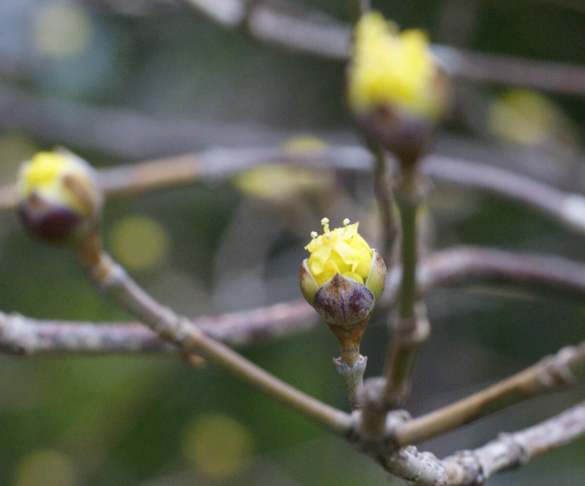サンシュユが咲き始めました