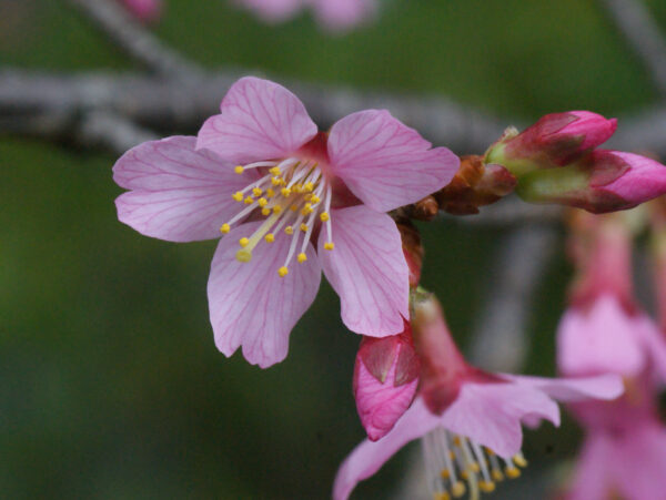 オカメ（サクラ）が咲き始めました
