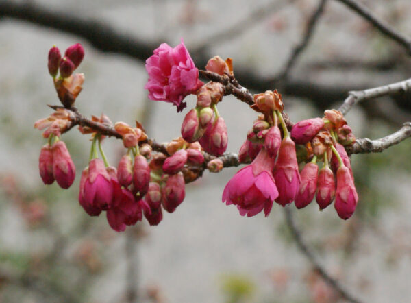 カンヒザクラが咲き始めました