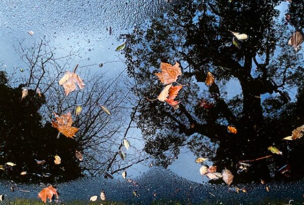 雨後の水溜りの世界