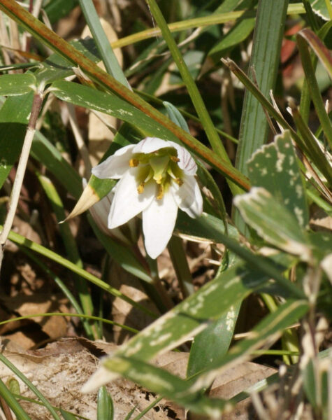 皇居東御苑のアマナ