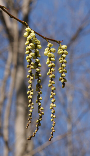 皇居東御苑のキブシが咲き始めました