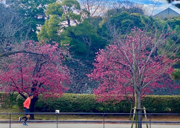 桜下のジョギング