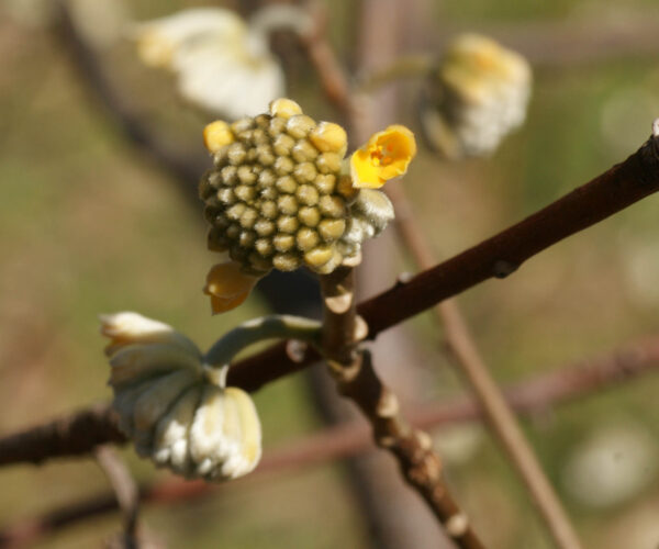 ミツマタが咲き始めました