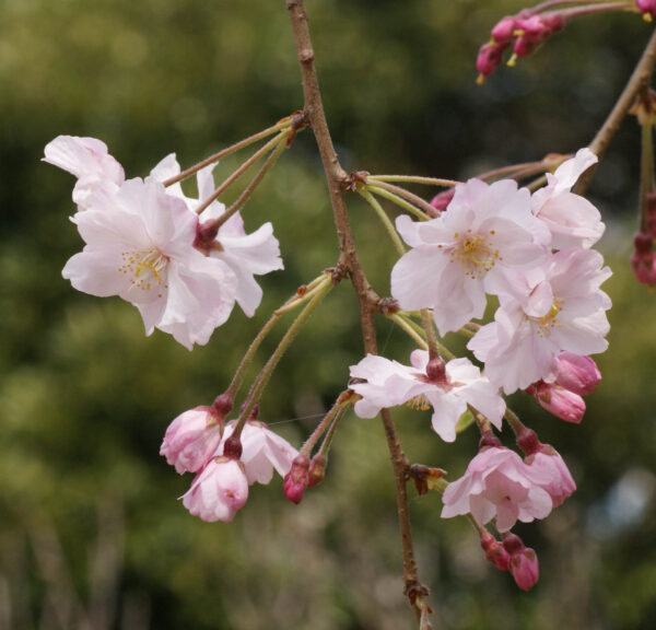 ヤエベニシダレが咲き始めました