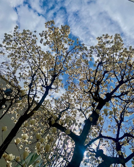 モクレンの大木満開です