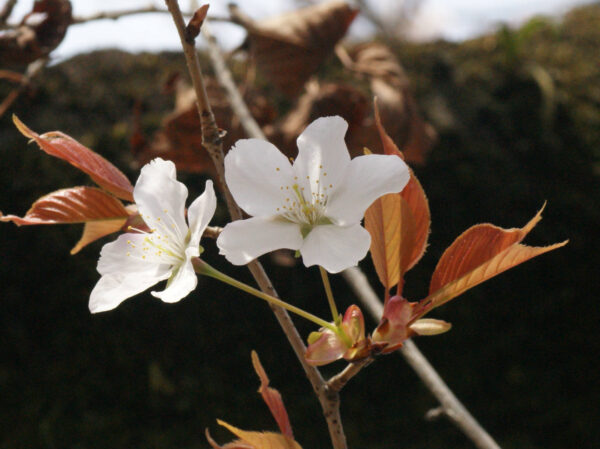 ヤマザクラが咲き始めました