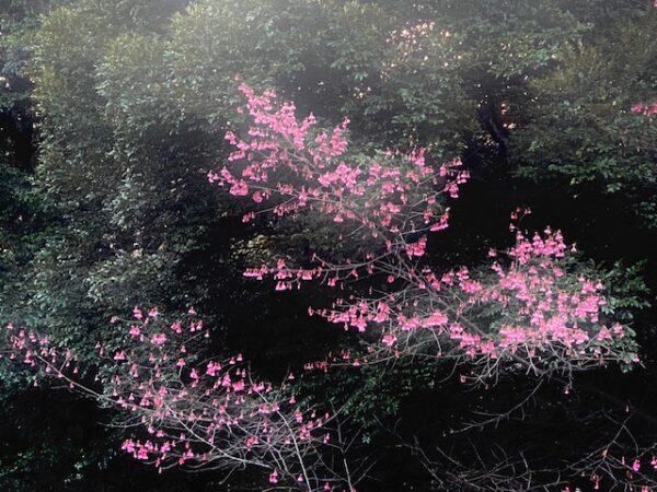 ピンク色が映える春