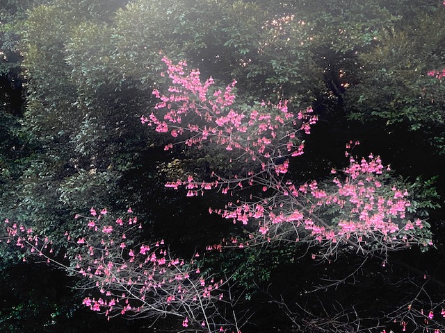 ピンク色が映える春