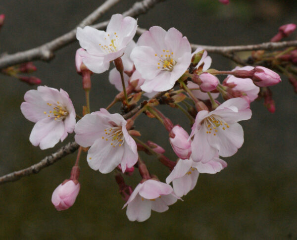 コマツオトメが咲き始めました
