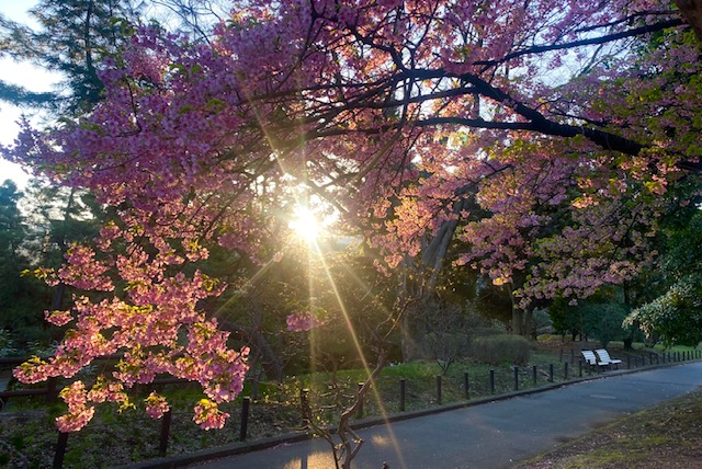 桜に朝の光