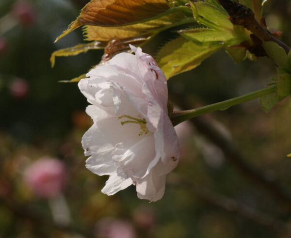 イチヨウが咲き始めています
